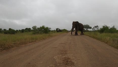 An-enormeous-elephant-with-long-tusks-is-crossing-a-dirt-road-in-the-game-reserve