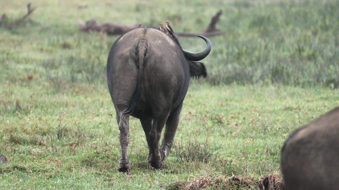 búfalo africano con pájaros en la espalda, caminando por el campo en aberdare, kenya - cámara lenta