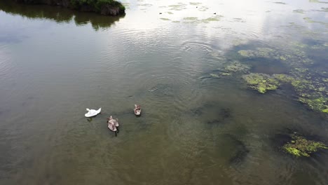 White-male-swan-and-brown-female-swans-on-the-wetlands-of-Domaine-de-Graveyron-nature-preserve-France,-Aerial-orbit-shot