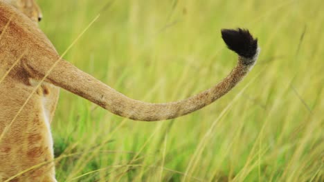 Slow-Motion-of-Lions-Tail-Close-Up-Detail-Shot,-Female-Lioness-Walking-in-Long-Grass,-Africa-Wildlife-Safari-Animal-in-Maasai-Mara-National-Reserve-in-Kenya,-Savanna-Grasses-Scenery