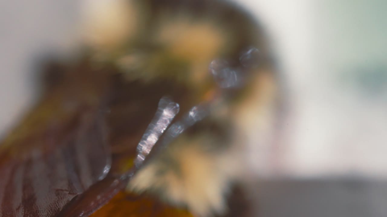 메이슨 꿀벌 날개의 슈퍼 매크로 샷