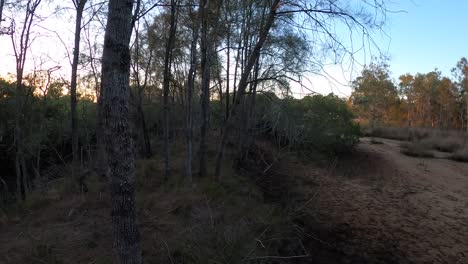 Mirando-A-Su-Alrededor-A-Una-Silueta-De-árboles-En-El-Interior-De-Australia-Al-Amanecer