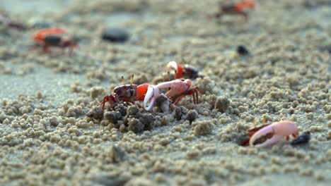 Un-Cangrejo-Violinista-De-Arena-Macho-Dominante-Se-Escabulle-Por-La-Playa-De-Arena,-Consume-Minerales,-Construye-Bolas-De-Arena-Y-Protege-A-Su-Rival-Más-Débil,-Que-Se-Retira-A-La-Seguridad-De-Su-Madriguera.