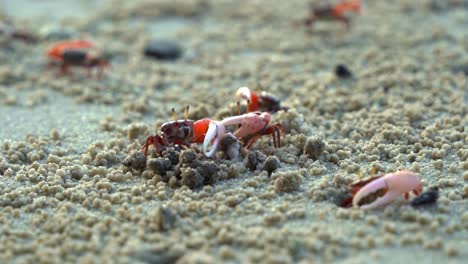 un macho dominante de cangrejo violinista de arena se escapa a través de la playa de arena, consume minerales, construye bolas de arena y evita a un rival más débil, que se retira a la seguridad de su madriguera.