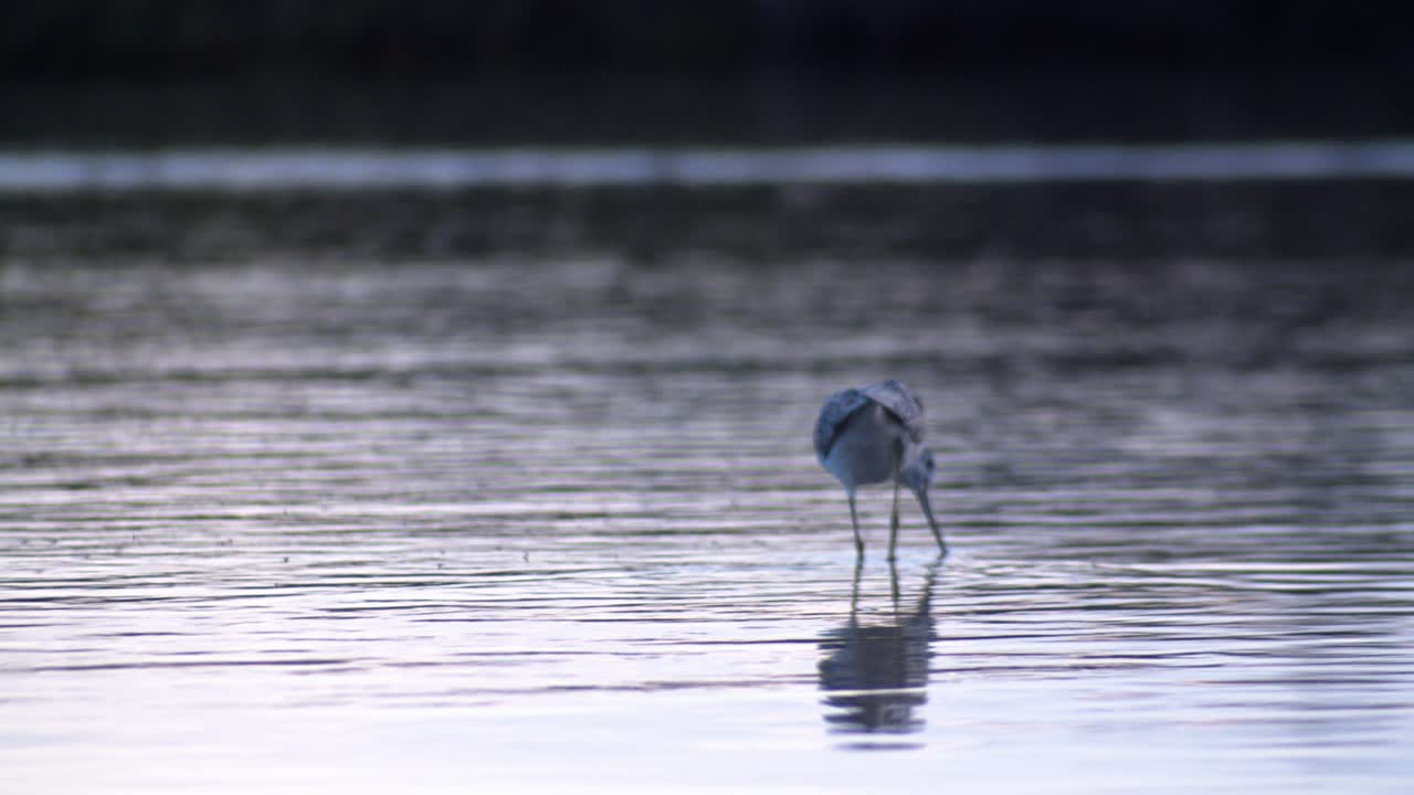 물 표면 위를 날아다니는 곤충을 먹는 녹생크 새, 전체 샷 후면 보기