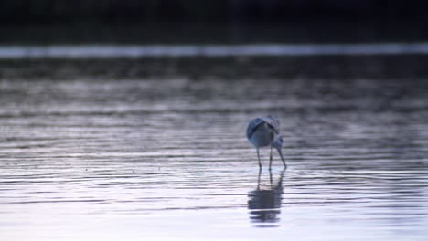 greenshank bird eating insects flying above water surface, full shot rear view