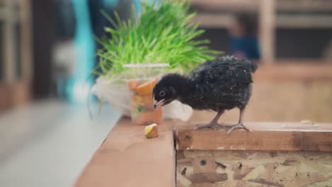 two small hand crows eat food