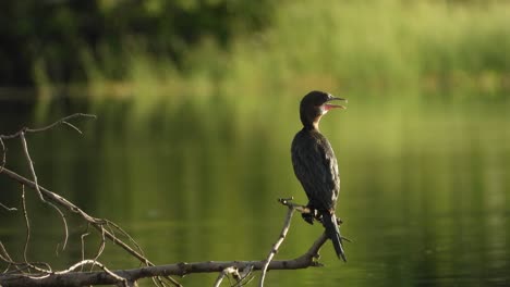 Cormorán-Disfrutando-Del-Amanecer-Uhd-Mp4-4k