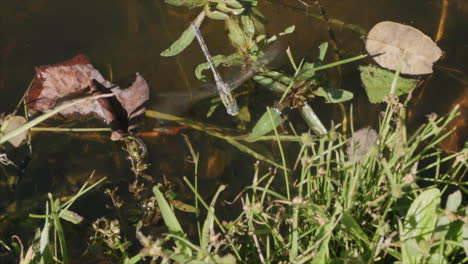 imágenes en cámara lenta de una libélula bebiendo del agua de un estanque