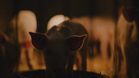 piglets in a barn at night