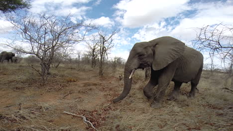 elephant walks from right to left of frame near hidden gopro in greater kruger national park in south africa