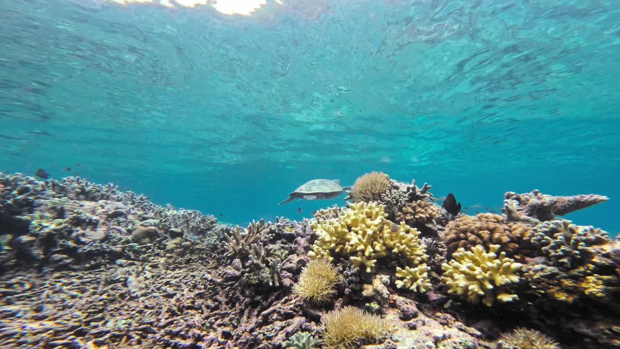 una tortuga de mar falcón nadando con gracia justo debajo de la superficie del mar sobre un vibrante arrecife de coral en aguas tropicales, mostrando la vida marina en peligro de extinción y los esfuerzos de conservación