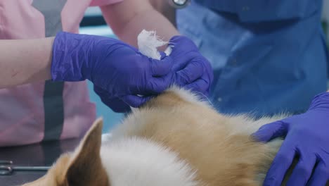 veterinarian team bandages the paw of a sick corgi dog