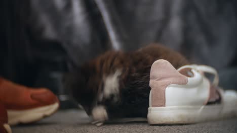 Un-Lindo-Gatito-Blanco-Y-Negro-Esponjoso-Juega-Con-Unos-Cordones-De-Zapatos