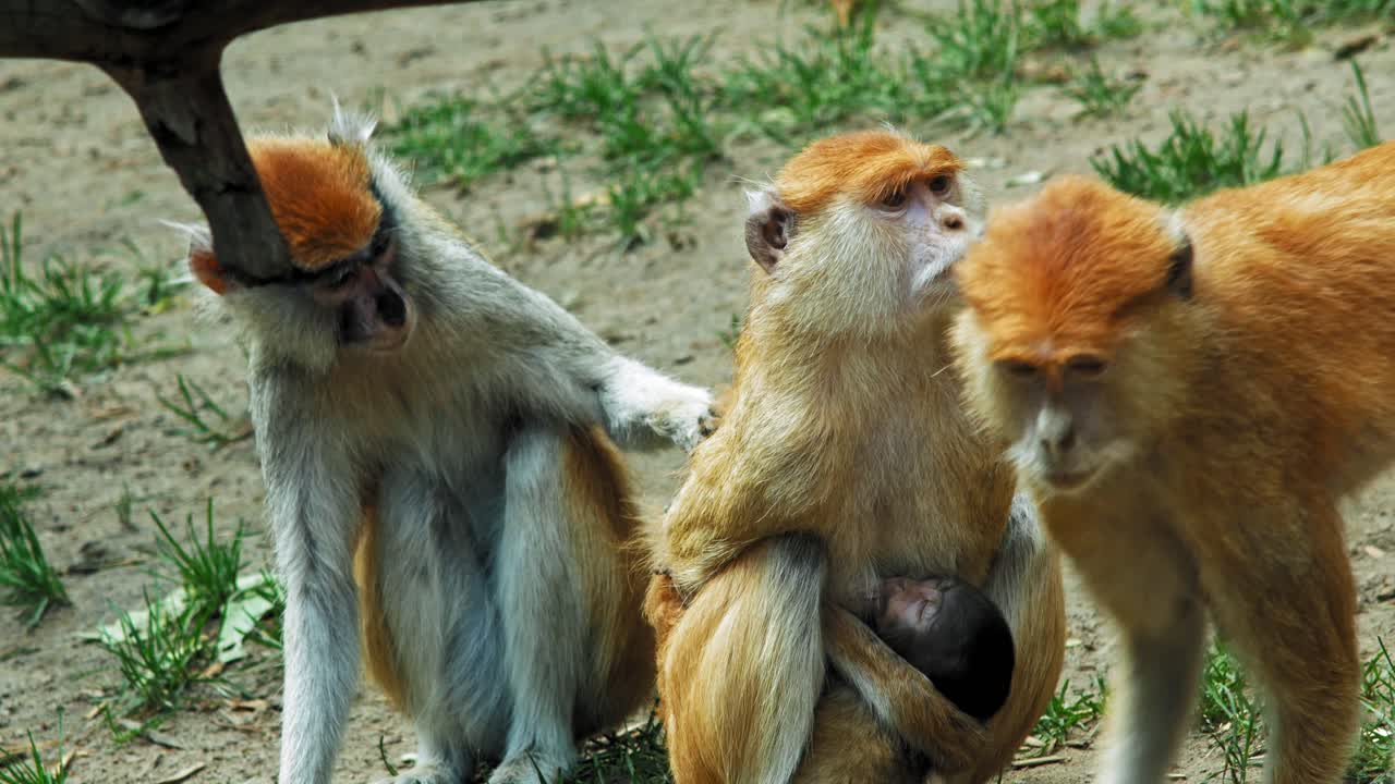 retrato de una familia de monos patas que viven en el suelo en el zoológico de gdańsk, polonia