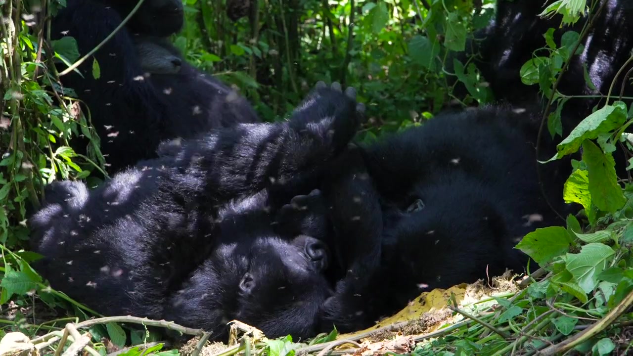 Giovani gorilla di montagna che giocano nel Bwindi, Uganda. Rallentatore