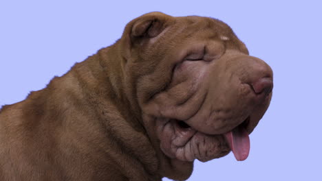 shar pei dog puppy lying down against white background