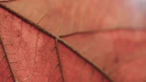 Micro-video-of-close-up-of-orange-leaf-with-copy-space