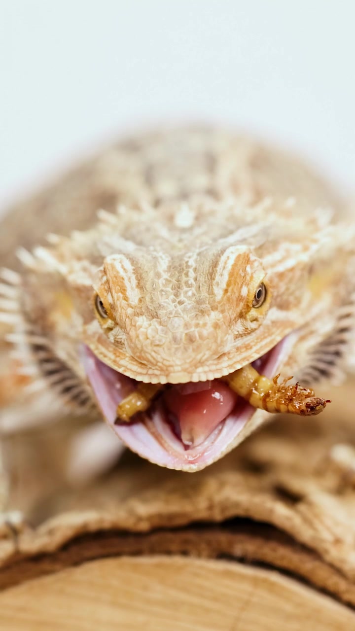 Un drago barbuto consuma un verme della farina su una superficie di legno, ripreso con luce naturale e brillante in primo piano.