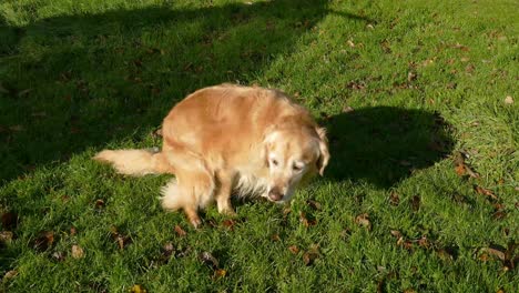 Labrador-Dorado-Ensuciándose-En-Un-Parque-Y-Sin-Bolsa-De-Caca-De-Perro