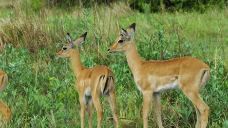 herd of young springbok on lush bushland at moremi game reserve in botswana