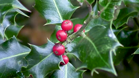 Berries-coloured-bright-red-hanging-from-a-holly-bush-in-Manton,-Oakham,-Rutland,-UK