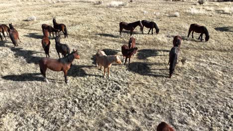 Drohnenaufnahme-Einer-Gruppe-Wilder-Mustangs,-Die-In-Der-Wüste-Von-Nevada-Weiden