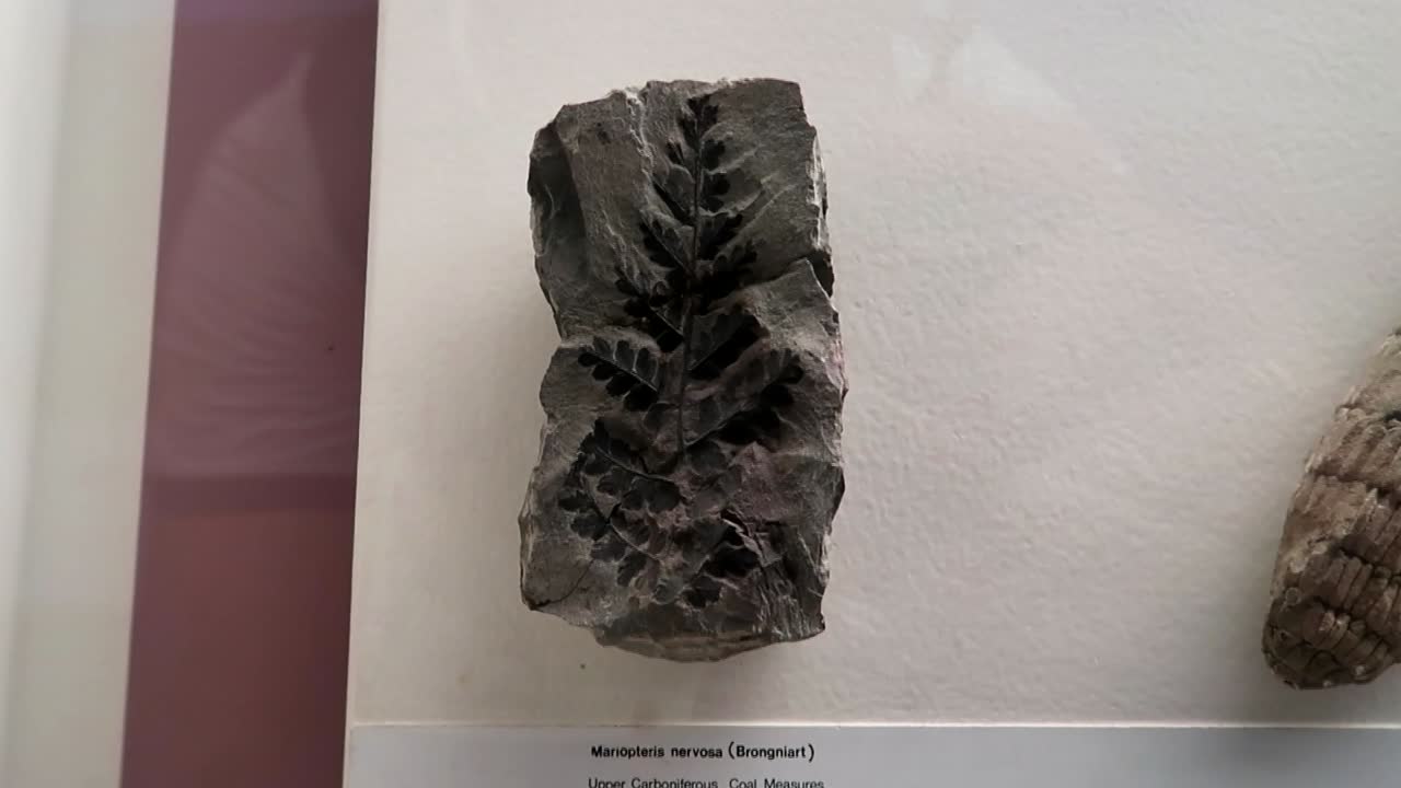 fósil de hoja de mariopteris nervosa expuesto en el museo de historia natural de londres