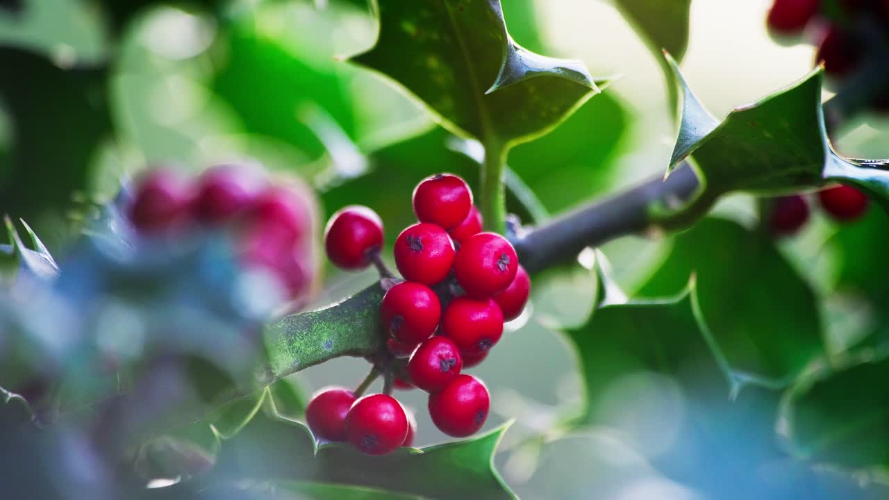Close-up footage: Holly bush bathed in morning sunlight, green leaves gleaming, and Christmas berries sparkling with dew