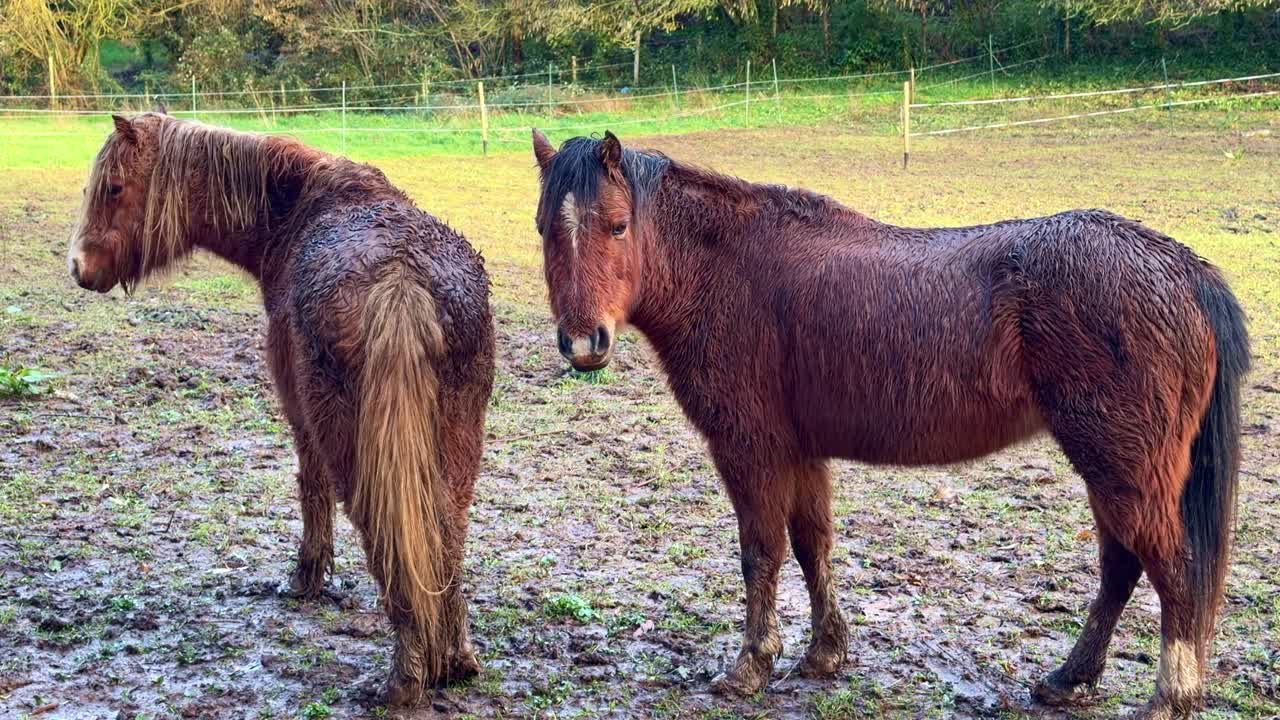 泥だらけで濡れた2頭の茶色の馬またはポニーが田舎の牧草地に立っている。