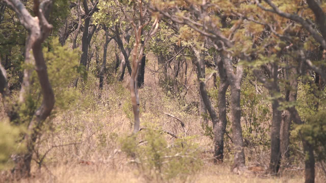 Chacma baboon monkey disappearing in dense thicket in african forest