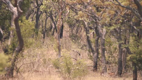 Mono-Babuino-Chacma-Desapareciendo-En-Un-Denso-Matorral-En-El-Bosque-Africano