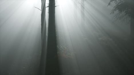 coniferous forest backlit by the fising sun on a misty