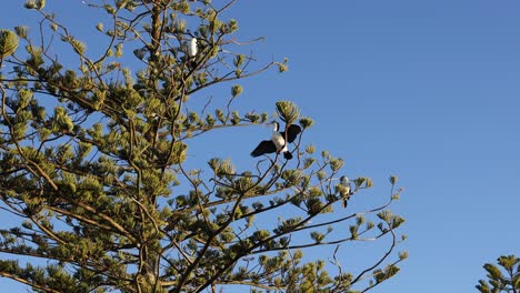 cormorants rest on a tall pine tree under clear skies in akaroa, new zealand, during a serene sunset