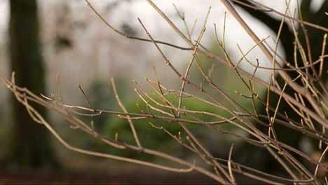 bare branches in winter