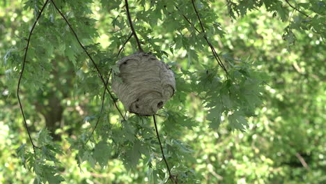 Ein-Wespennest-Aus-Papier,-Das-Im-Sommer-An-Einem-Baum-Im-Wald-In-Der-Wildnis-Hängt