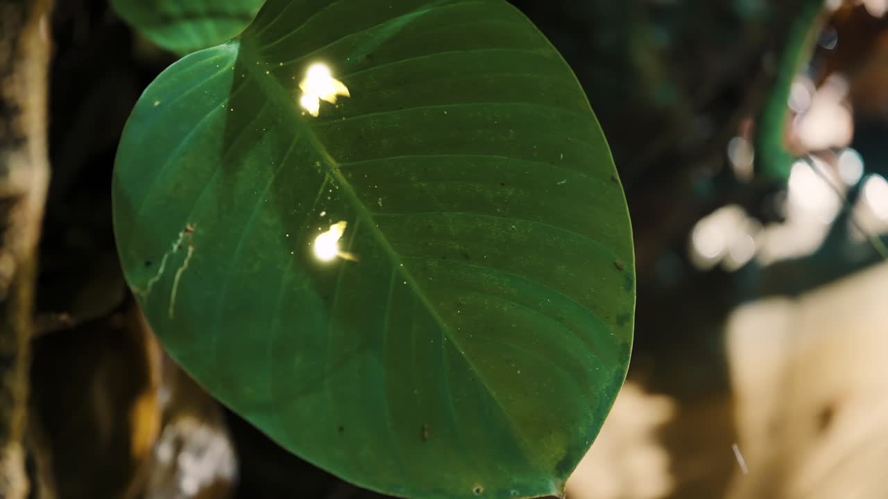 Fantasy Fairies Floating above Leaves