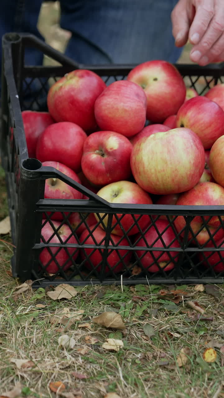 Juicy seasonal organic farm gardening. Red apples gathering in box.