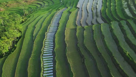 Tiro-De-Dron-Deslizante-De-Un-Campo-De-Arroz-Verde-Inundado-En-Terrazas-Que-Sembró-Con-Una-Pequeña-Planta-De-Arroz-Joven-Por-La-Mañana