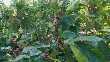 coffee trees in the middle of a plantation in el salvador during a sunny day