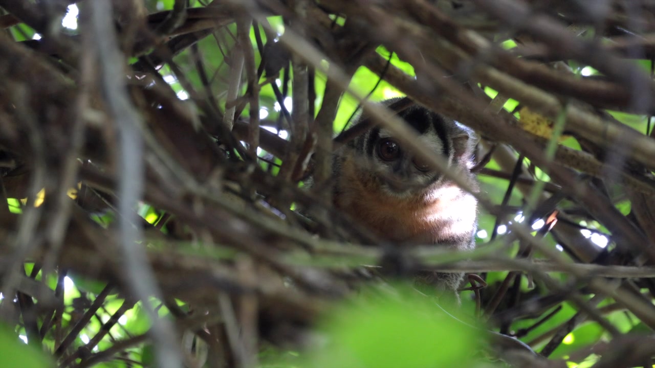 Animale selvatico notturno, la Scimmia notturna di Azara, nella giungla della foresta pluviale tropicale sudamericana.