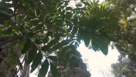 cambodia angkor wat carvings, temple complex ruins,  framed by trees. tilt down shot