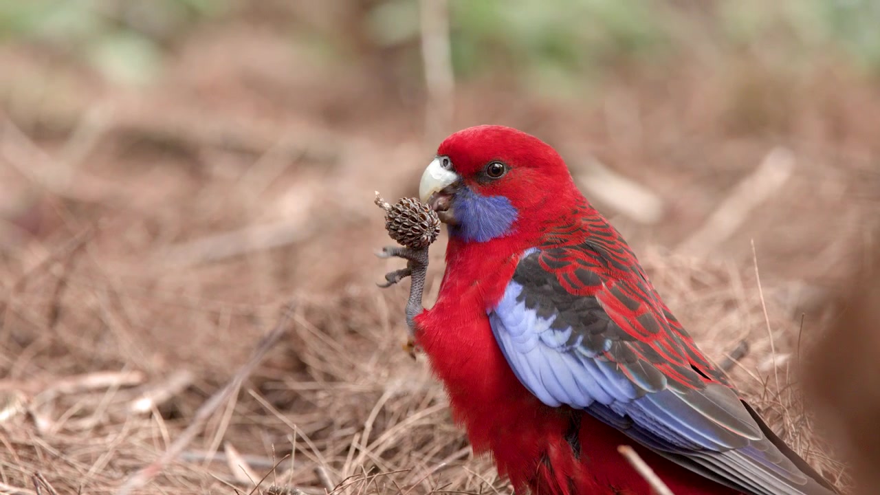 Um papagaio rosella carmesim come sementes no chão da floresta no Parque Nacional Blue Mountains
