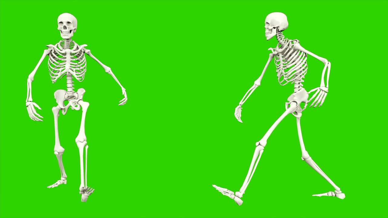cammino dello scheletro. animazione a loop senza soluzione di continuità sullo schermo verde.
