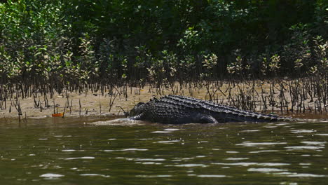 cocodrilo peligroso caminando en un río de manglares