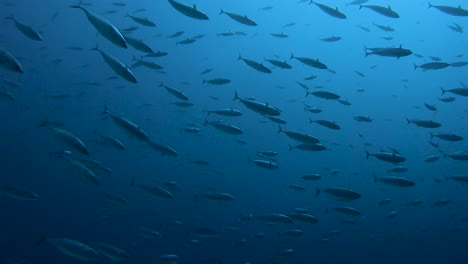 school of skipjack tuna swimming by in the water column