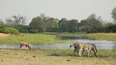 toma amplia de cebras de llanura y un tsessebe bebiendo en el río, khwai botswana