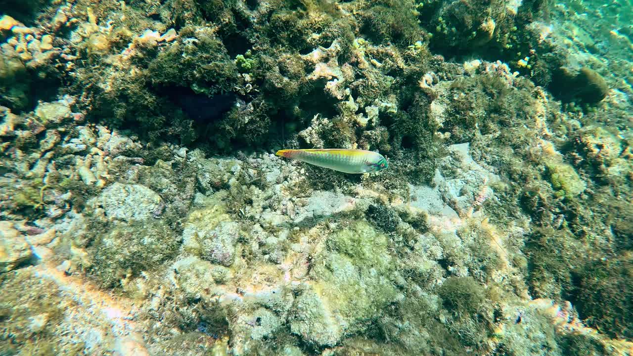 Swimming POV chasing a Halichoeres scapularis or Zigzag wrasse among coral reefs in Apo Island. Dauin, Negros Oriental, Philippines
