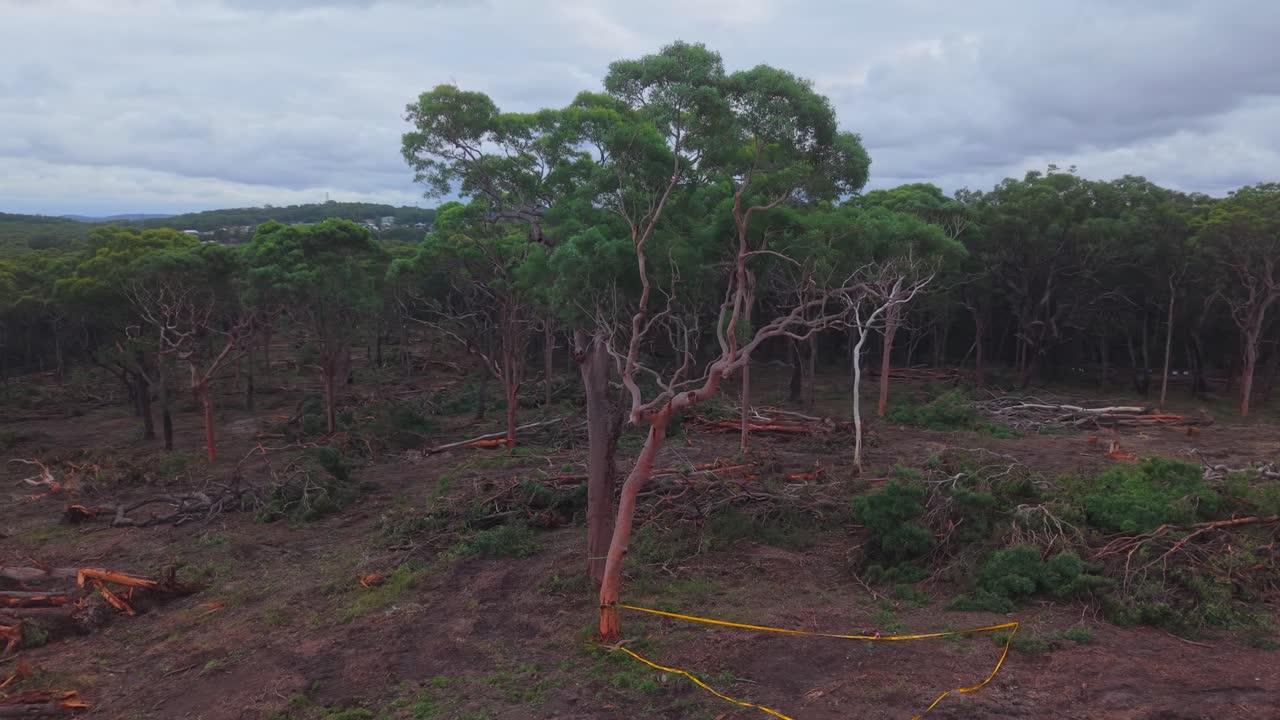 Circular drone motion around remaining eucalyptus tree in cleared forest area of New South Wales