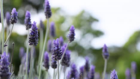 las flores de lavanda se balancean suavemente en la brisa